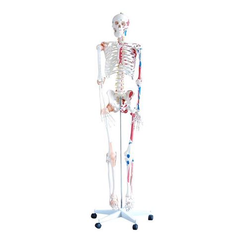 Esqueleto com Musculos e Ligamentos - 180cm
