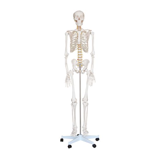 Esqueleto Humano Padrão de 180 cm C/ Suporte, Haste e Rodas