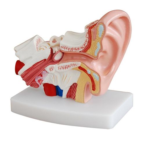 Modelo Estrutura do Ouvido Humano (Aumentado)