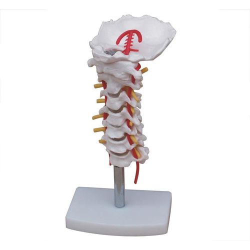 Modelo de Coluna Cervical Humana com Artérica Cervical