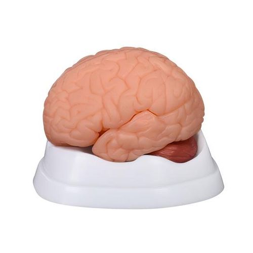 Modelo Dissecção do Cérebro Humano (9 peças)