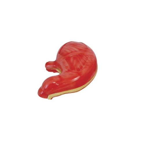 Modelo do Estômago Humano (2 peças) Modelo do Estômago Humano (2 peças)