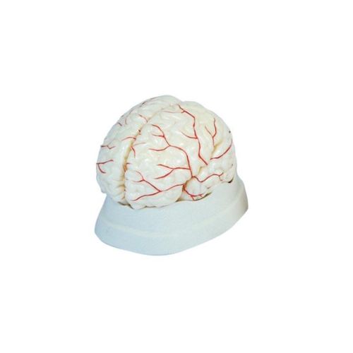 Modelo da Cérebro Humano com Artérias (8 peças)