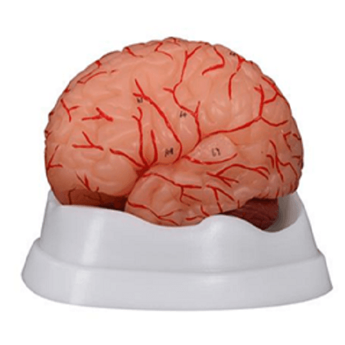 Modelo Dissecção do Cérebro Humano com Artérias (9 peças)