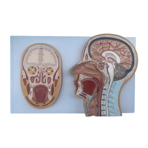 Modelo Secção Frontal e Mediana da Cabeça Humana Modelo Secção Frontal e Mediana da Cabeça Humana