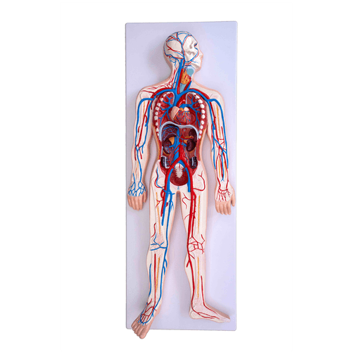 Modelo do Sistema Circulatório Humano