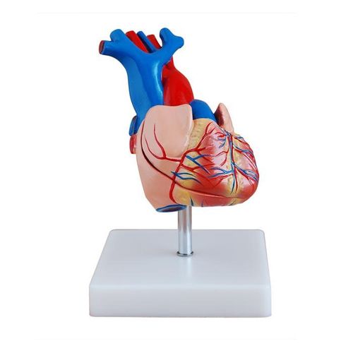Modelo Coração Humano em Tamanho Real 2 Partes C/ Base