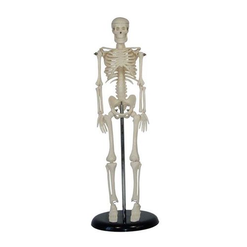 Modelo Mini Esqueleto Humano - 45cm