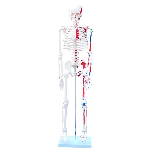 Modelo Esqueleto Humano com Músculos (Pintado) - 85cm