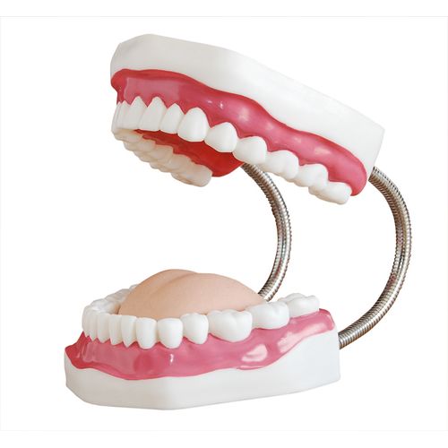 Modelo Dental para Treinamento de Cuidados Odontológicos