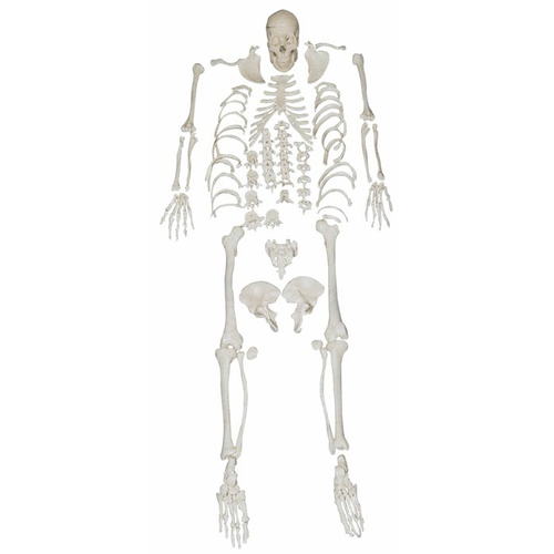 Modelo de Esqueleto Humano - Desarticulado