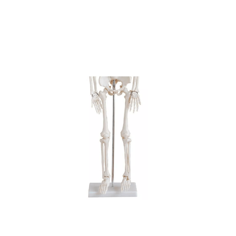 Esqueleto Humano 85 cm Articulado com Nervos e Vasos Sanguíneos