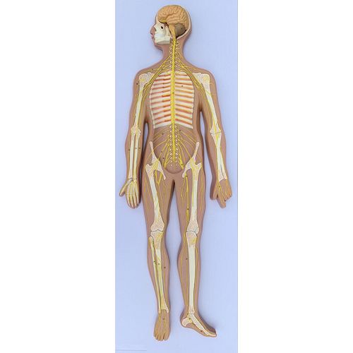 Modelo do Sistema Nervoso Humano Modelo do Sistema Nervoso Humano