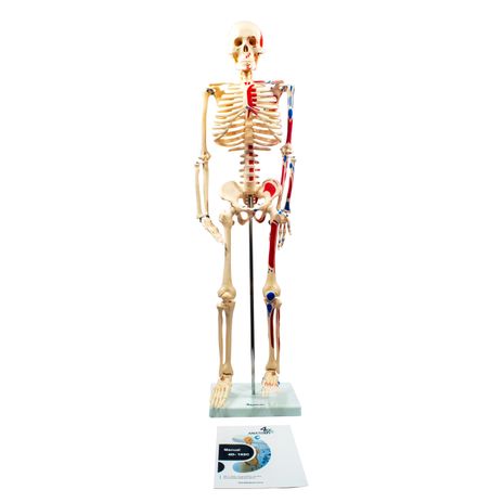 Ossos da cintura pélvica ou pélvis  Ossos do corpo humano, Ossos do corpo,  Corpo humano
