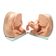 imagem-4d-417-8