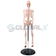 4-esqueleto-humano-85cm-4d-anatomy-plastico-pvc-costas-amostra.png