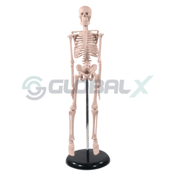 1-esqueleto-humano-45cm-4d-anatomy-plastico-pvc-frontal-amostra.png
