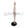 2-esqueleto-humano-45cm-4d-anatomy-plastico-pvc-lateral-amostra.png