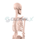 6-esqueleto-humano-45cm-4d-anatomy-plastico-pvc-34-traseiro-perto.png