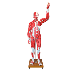 ModeloMusculoHumano-4DAnatomy-4D339-VisaoFrontalCompleta