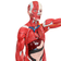 ModeloMusculoHumano-4DAnatomy-4D339-ToraxAberto-VisaoOrgaosInternos