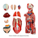 ModeloMusculoHumano-4DAnatomy-4D339-ToraxCerebro-OrgaosRemoviveis