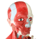 ModeloMusculoHumano-4DAnatomy-4D339-Cabeca-DetalheMusculaturaFacial