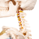 squeleto-humano-coluna-cervical-detalhe