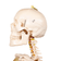 cranio-anatomico-perfil-esqueleto-humano