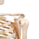articulacao-ombro-esqueleto-humano