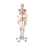 esqueleto-musculos-ligamentos-180cm-frontal