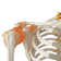 articulacao-ombro-ligamentos-esqueleto