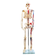 modelo-esqueleto-humano-musculos-pintado-85cm-frontal