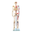 modelo-esqueleto-humano-musculos-pintado-85cm-frontal
