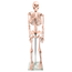 esqueleto-humano-85cm-4d-anatomy-plastico-pvc-frontal-amostra