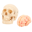 modelo-cranio-humano-com-cerebro-8-pecas-conjunto
