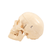 modelo-cranio-humano-com-cerebro-8-pecas-lateral-esquerdo