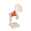 articulacao-quadril-tamanho-real-vista-frontal-com-base