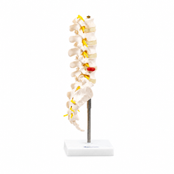 coluna-vertebral-lombar-vista-lateral