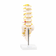 coluna-vertebral-lombar-vista-frontal