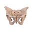elve-adulta-masculina-visao-frontal
