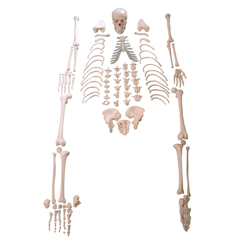 modelo-esqueleto-humano-desarticulado