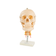 cranio-com-coluna-cervical-vista-frontal