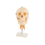 cranio-com-coluna-cervical-vista-frontal