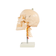 cranio-com-coluna-cervical-vista-lateral