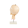 cranio-com-coluna-cervical-vista-posterior
