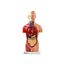torso-masculino-42cm-13-pecas-visao-frontal