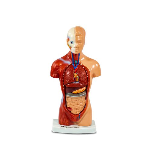 mini-torso-humano-26cm-visao-frontal
