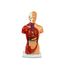 mini-torso-humano-26cm-visao-frontal