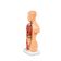 mini-torso-humano-26cm-visao-3-4